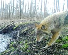 Po raz kolejny fotopułapka zarejestrowała wilka w lasach Nadleśnictwa Koło