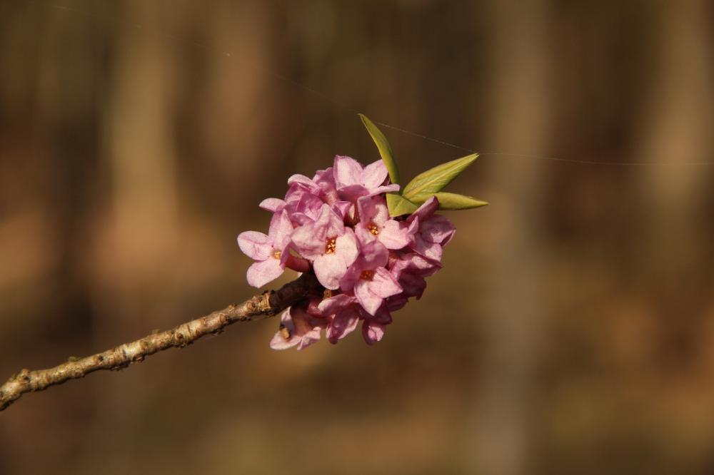 Zdjęcie przedstawia kwiaty wawrzynka wilczełyko. Fot. W. Blaźniak